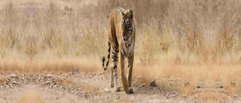 Ranthambore