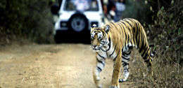 Delhi - Jaipur - Ranthambore - Agra